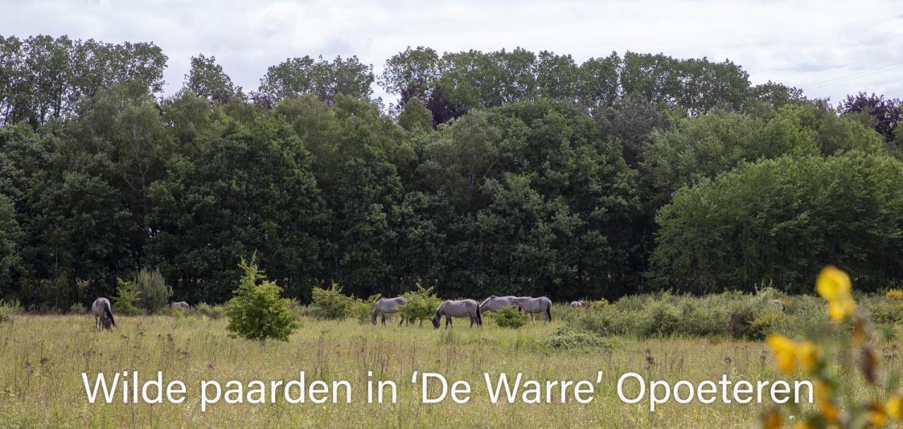 Vakantiewoning Heidebos In Het Nationaal Park Hoge Kempen Opglabbeek Exterior photo